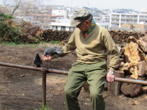 鳩も遊びに来ました。