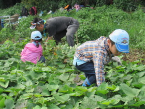 草取りの様子１