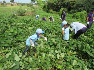 草取りの様子２