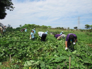 草取りの様子３