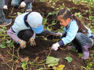お芋はあるかな？