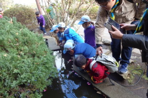 池の主（亀）を探すスカウトたち