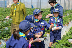 甘～いイチゴでお腹いっぱい！