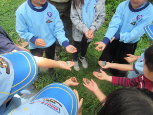 誰が捕った貝が一番大きいかな？