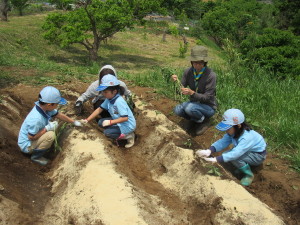 苗植え（ＢＶＳ）