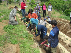 苗植え（ＢＳ）