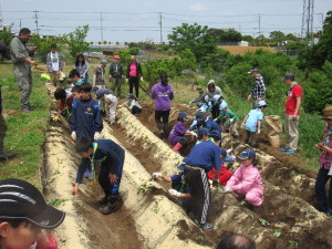 苗植え（全体）