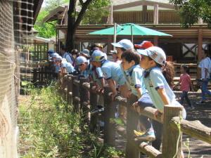 柵に乗り、見ている先には「烏骨鶏」！