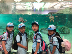 カメとスカウト