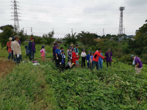 どれが芋の葉っぱ？
