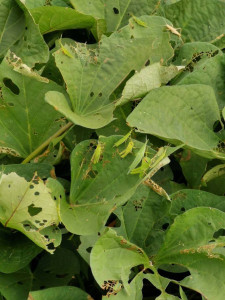 バッタの整列！