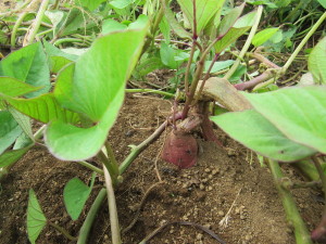 ちょっとお芋が・・。