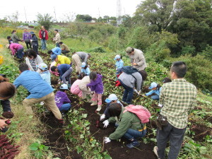 お芋掘りの様子２