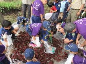 「どのお芋を持ち帰ろうかな？」