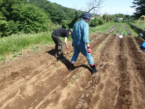 苗植えの様子１