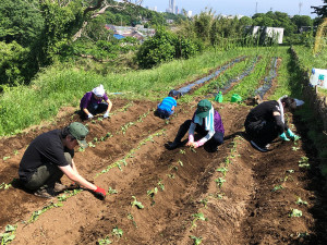 苗植えの様子２