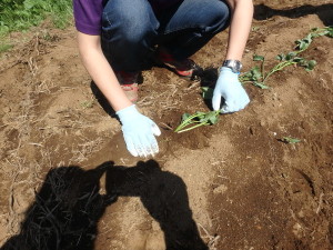 苗植えの様子３