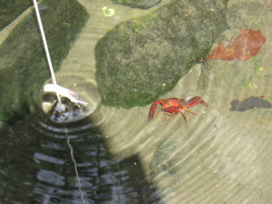 餌の近くの来て！