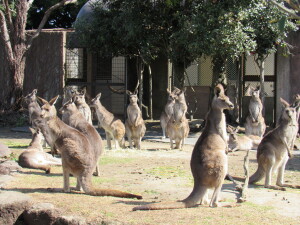 カンガルーの綺麗な整列