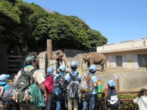 インドゾウの牙、長いね