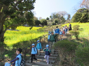 菜の花に囲まれて