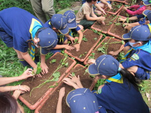苗植えの様子３