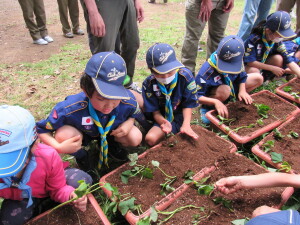 苗植えの様子２