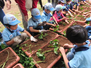 苗植えの様子１