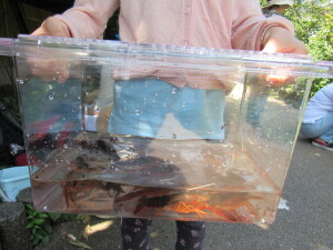 こんなに釣りました！