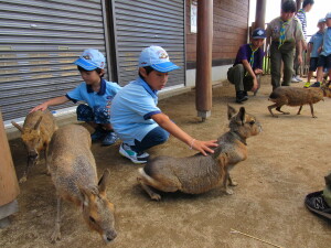 動物ふれあい体験