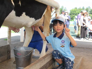 乳牛の手しぼり体験