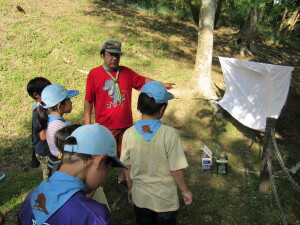 昆虫採集の仕掛け作り