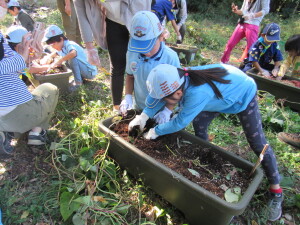お芋を掘るビーバースカウト