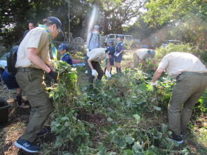 デンリーダーによる蔓（つる）切り