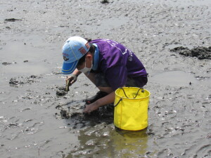 潮干狩りの様子１