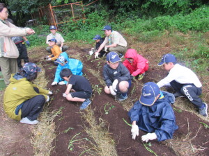 苗植え（ＣＳ）の様子１