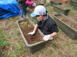 苗植え（ＢＶＳ）の様子１