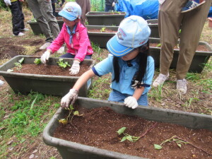 苗植え（ＢＶＳ）の様子２