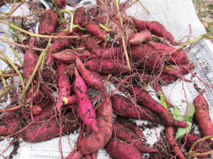 今年はこれだけでした