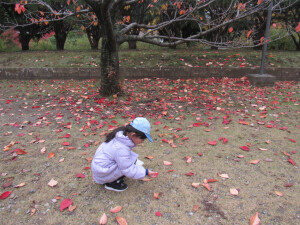 落ち葉を集めています