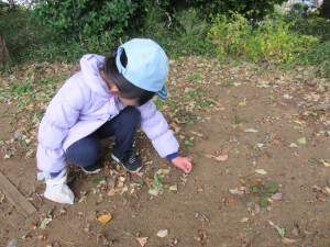 ドングリを拾っています