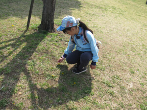 タンポポ見つけた！