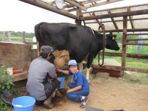 牛の乳搾り体験